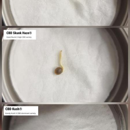 Micro CBD Grow Dutch Passion