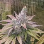 Jack Herer, Sensi Seeds