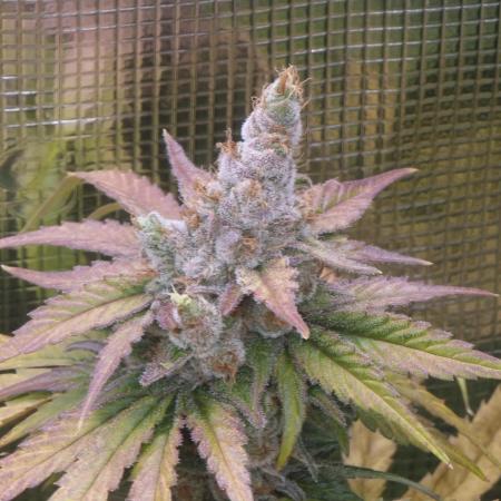 Jack Herer, Sensi Seeds