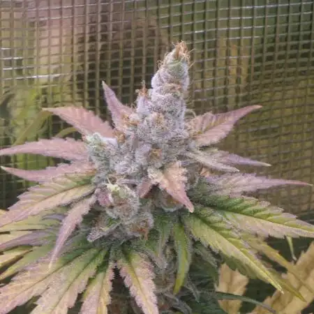Jack Herer, Sensi Seeds