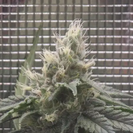 Jack Herer, Sensi Seeds