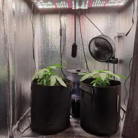 Jack Herer, Sensi Seeds