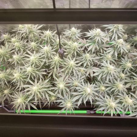 Jack Herer, Sensi Seeds