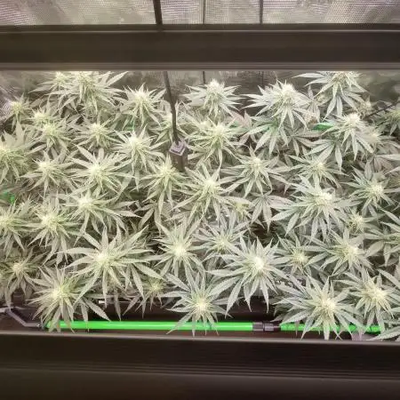Jack Herer, Sensi Seeds