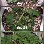 Dutch Passion CBD autoflowers.