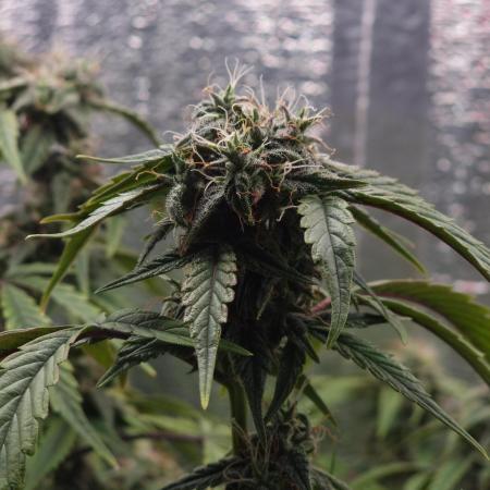 Dutch Passion CBD autoflowers.