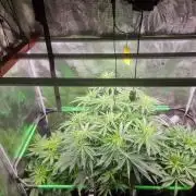 CBD Grow Dutch Passion + Wedding Cake