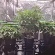 CBD Grow Dutch Passion + Wedding Cake
