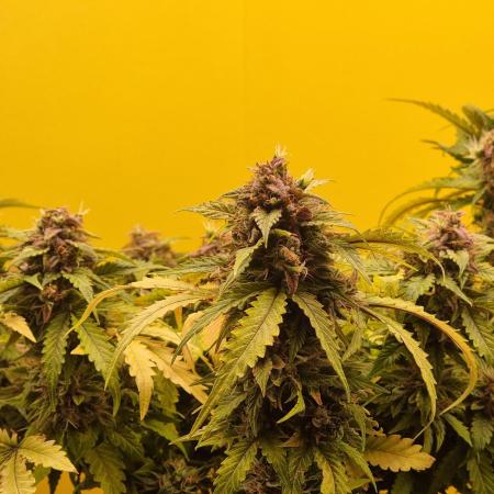 Dutch Passion CBD autoflowers.