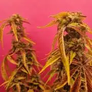 Dutch Passion CBD autoflowers.