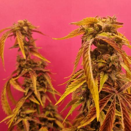 Dutch Passion CBD autoflowers.