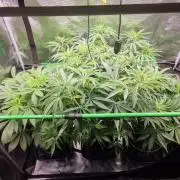 CBD Grow Dutch Passion + Wedding Cake