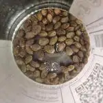 Jack Herer, Sensi Seeds