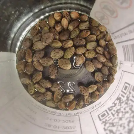 Jack Herer, Sensi Seeds