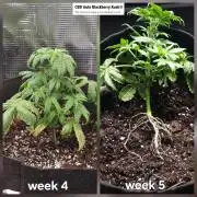 Dutch Passion CBD autoflowers.