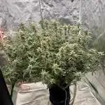 First time Autopot