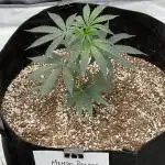 Growing Some Clones