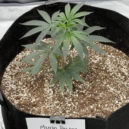 Growing Some Clones