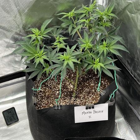 Growing Some Clones