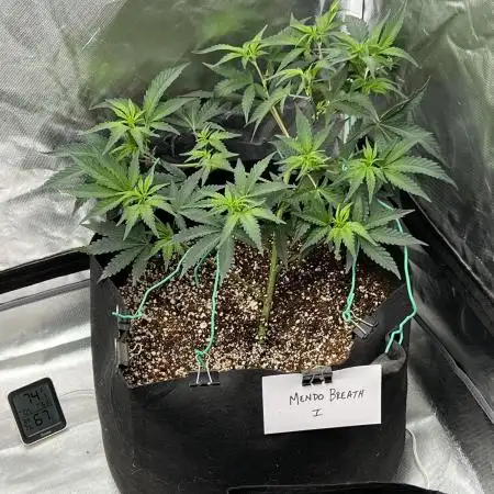 Growing Some Clones