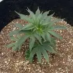 Growing Some Clones