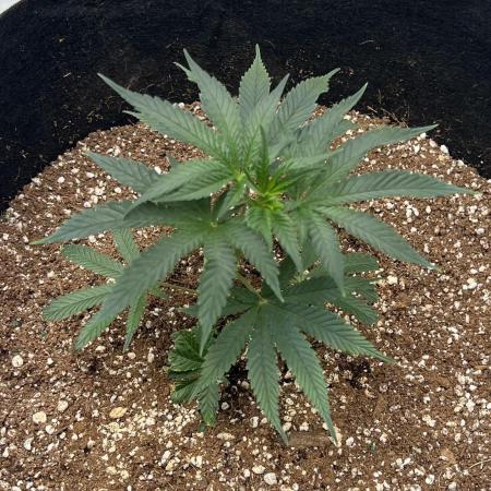 Growing Some Clones