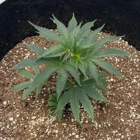Growing Some Clones