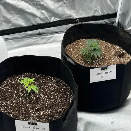 Growing Some Clones