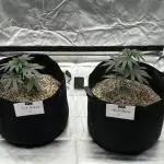 Growing Some Clones