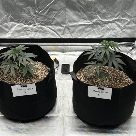 Growing Some Clones
