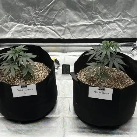Growing Some Clones