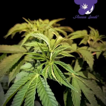 Sleepy Joe - Anesia Seeds - Organic Grow