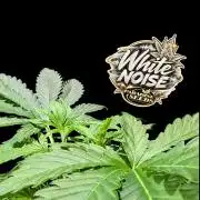 White Noise - Paradise Seeds - W33DFX