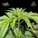 Peach Frosting - Paradise Seeds -Organic