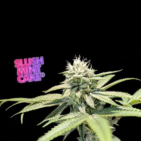 Slush Mint Cake - DP - Bio Tabs NL Grow