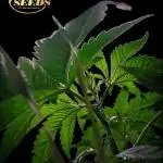 Peach Frosting - Paradise Seeds -Organic