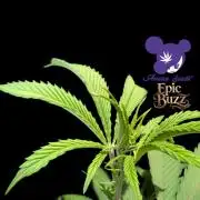 Epic Buzz - Anesia - Weedefix - VS.