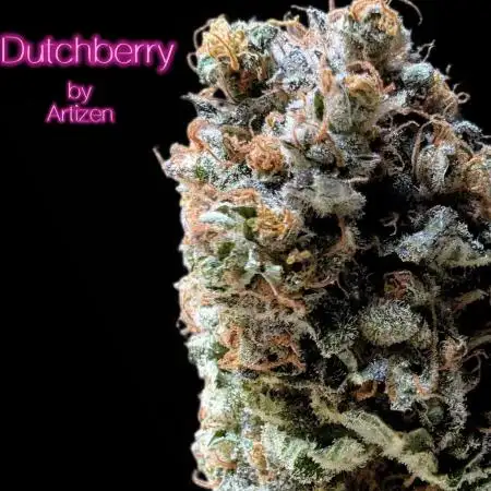 Dutchberry from Artizen