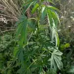 Blue Cream Haze Regular Clone - Guerilla