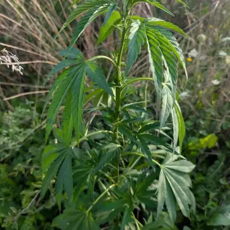 Blue Cream Haze Regular Clone - Guerilla