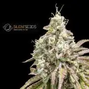 Pink Sunset #2 - Silent Seeds - Organic