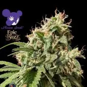 Epic Buzz - Anesia - Weedefix - VS.