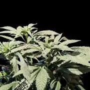 Snapple Apple - Sponsored by Biotabs