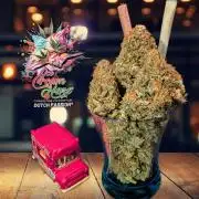 Ice Cream Haze - Dutch Passion Contest