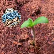 Frozen Biscotti - Dutch Passion - BTNL