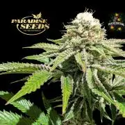 Peach Frosting - Paradise Seeds -Organic