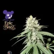 Epic Buzz - Anesia - Weedefix - VS.