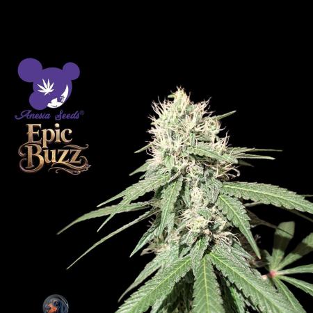 Epic Buzz - Anesia - Weedefix - VS.