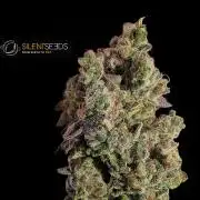 Pink Sunset #2 - Silent Seeds - Organic