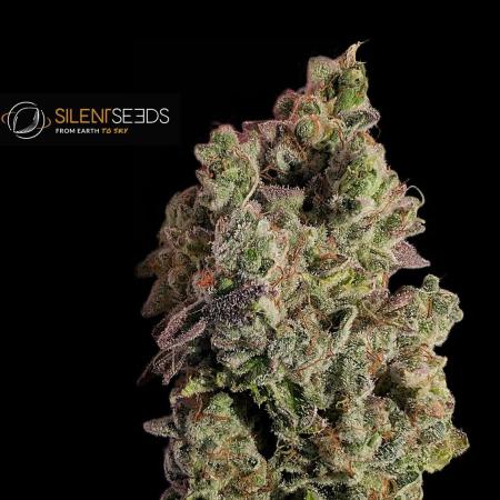 Pink Sunset #2 - Silent Seeds - Organic